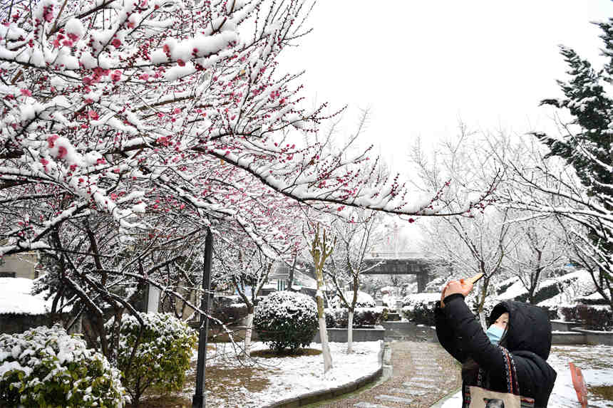 1月28日，游客在湖北省襄陽市保康縣清溪河景觀公園拍攝雪中的紅梅。