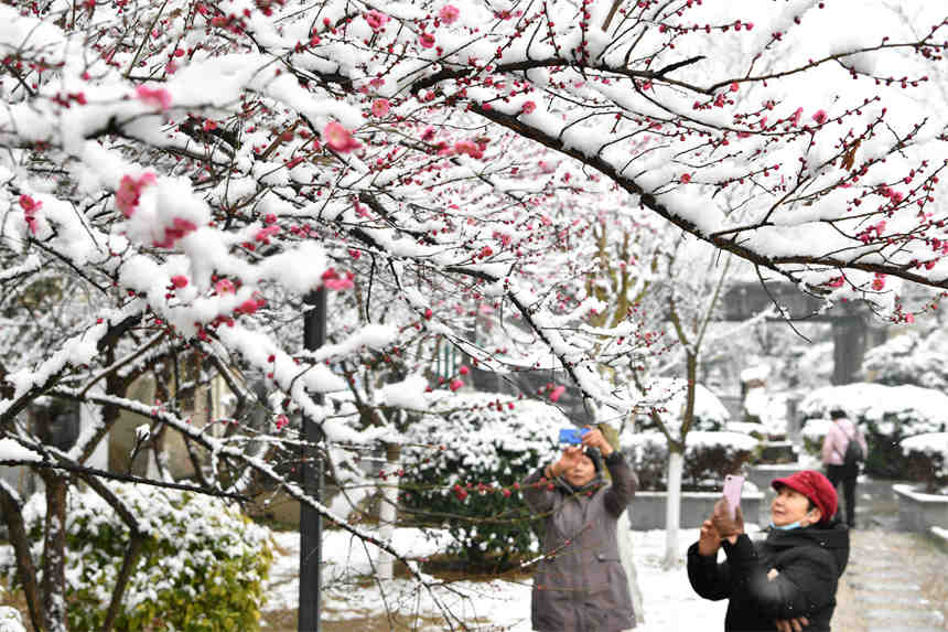 1月28日，游客在湖北省襄陽市保康縣清溪河景觀公園拍攝雪中的紅梅。