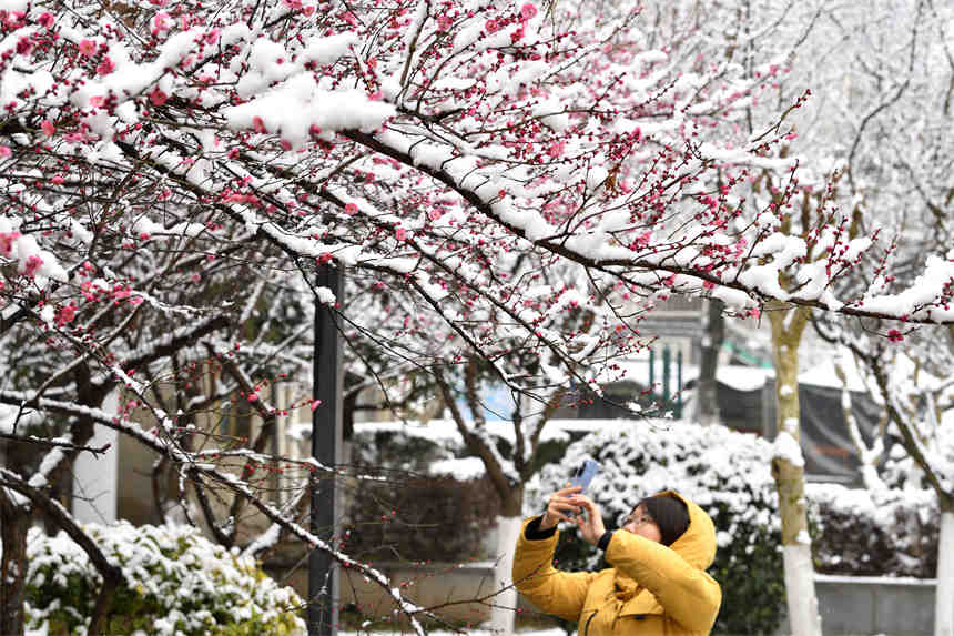 1月28日，游客在湖北省襄陽市保康縣清溪河景觀公園拍攝雪中的紅梅。