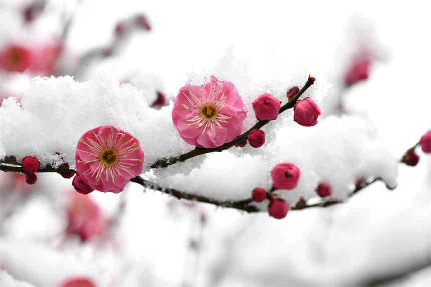 1月28日，在湖北省襄陽市保康縣清溪河景觀公園拍攝的雪中的紅梅。