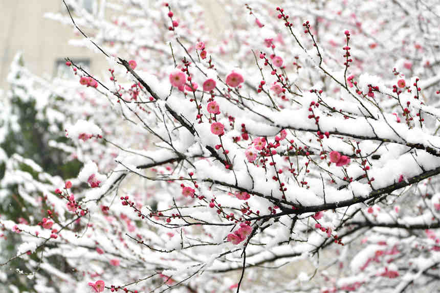 1月28日，在湖北省襄陽市保康縣清溪河景觀公園拍攝的雪中的紅梅。
