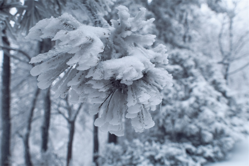 湖北天台山:枝頭白雪迎風傲立。