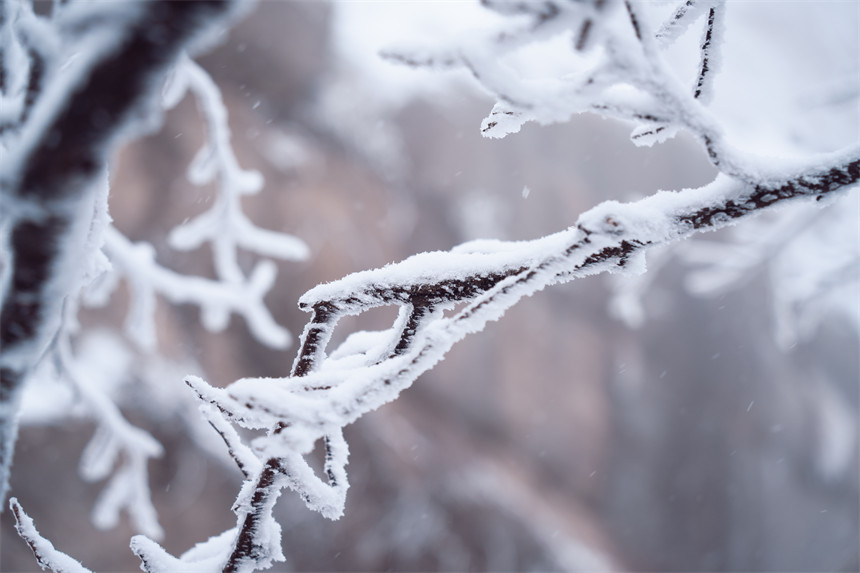 湖北天台山:枝頭白雪迎風傲立。