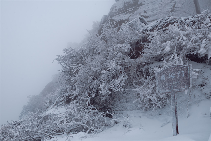 湖北天台山:枝頭白雪迎風傲立。