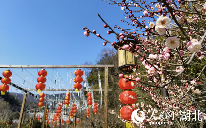 2月4日，武汉迎来久违的艳阳天，市民纷纷来到户外赏花踏青，喜庆年味扑面而来。人民网 周雯摄
