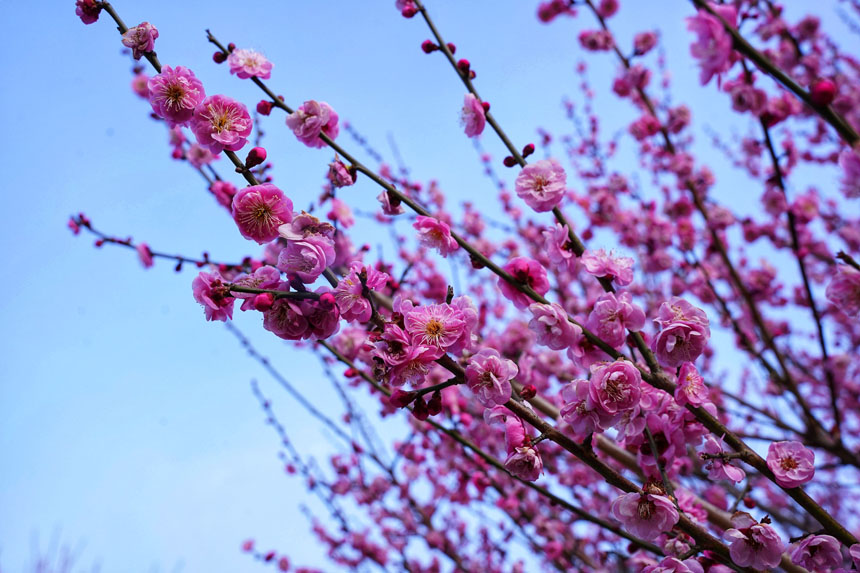 梅花在枝頭綻放。