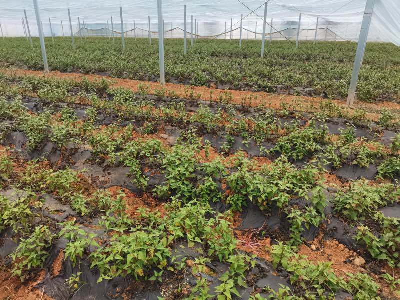 湖北红安20万亩“红苕”开始育种。