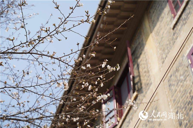 武汉大学校园内部分樱花已经悄然绽放。人民网 金雨蒙摄