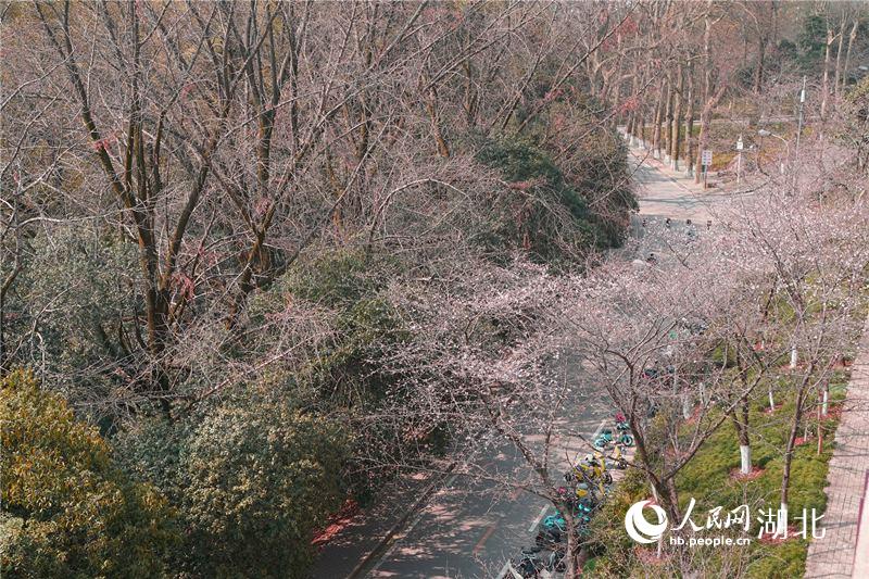 武汉大学樱花大道上樱花初绽。人民网 金雨蒙摄