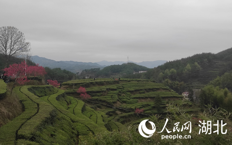 湖北英山26.29萬畝茶園陸續開園採摘，由此進入春茶季。