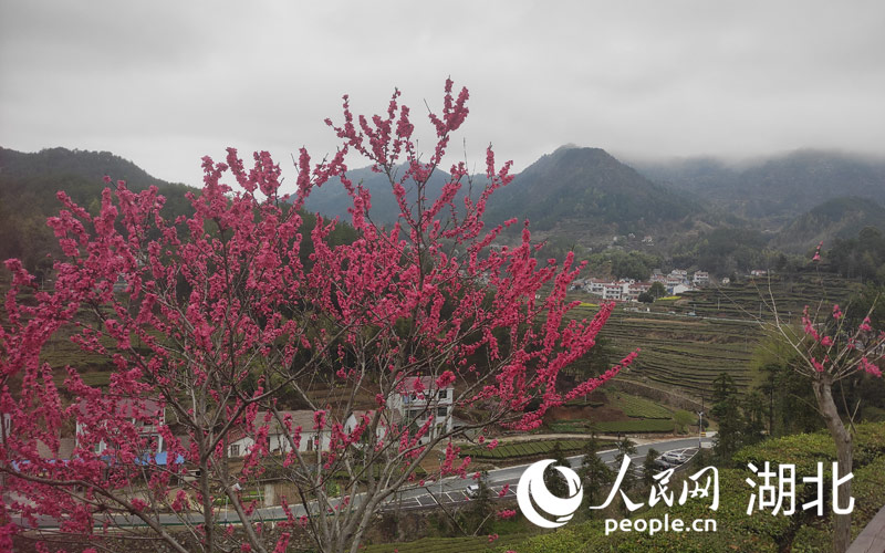 湖北英山26.29萬畝茶園陸續開園採摘，由此進入春茶季。