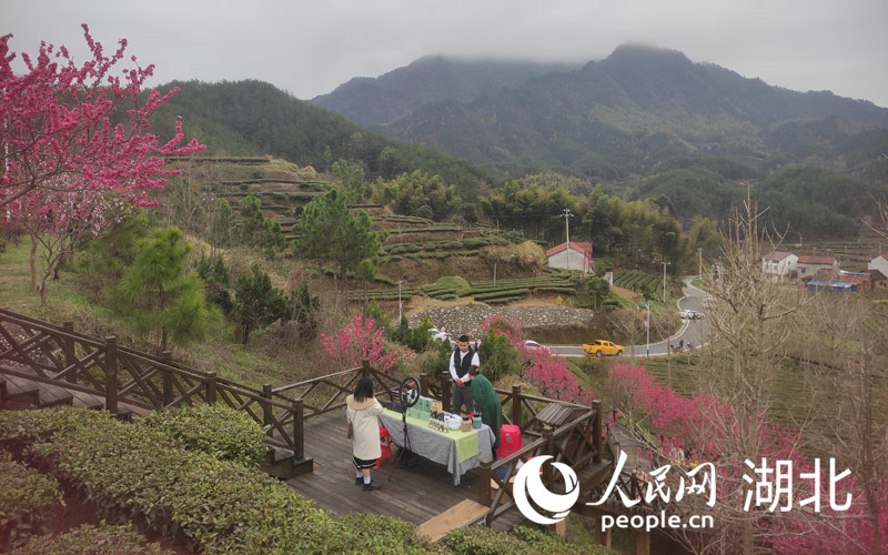 湖北英山26.29萬畝茶園陸續開園採摘，由此進入春茶季。