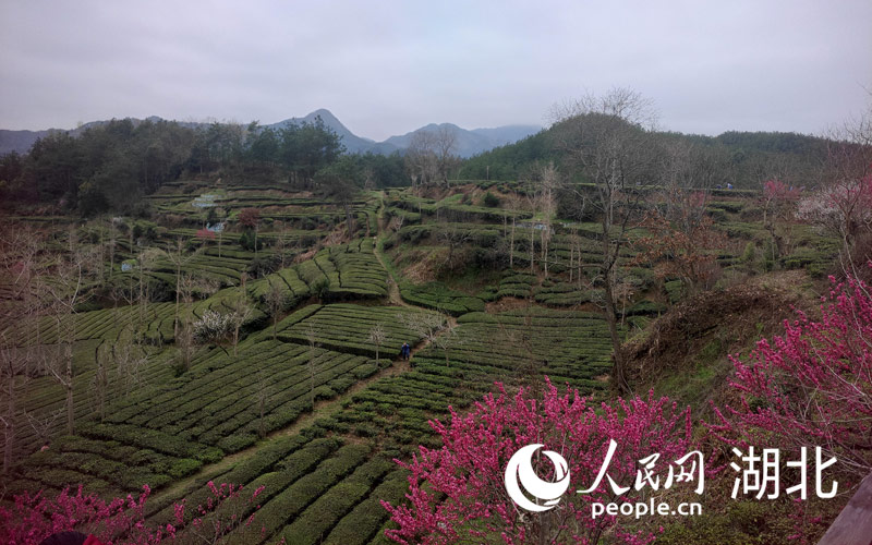 湖北英山26.29萬畝茶園陸續開園採摘，由此進入春茶季。