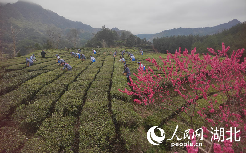 湖北英山26.29萬畝茶園陸續開園採摘，由此進入春茶季。