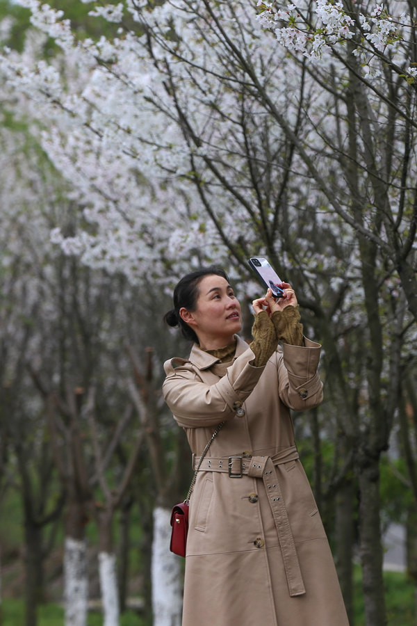 2022年3月17日，湖北省襄陽市，老河口仙人渡鎮李家染坊村春景如畫，吸引了眾多游客前來游玩賞景。 