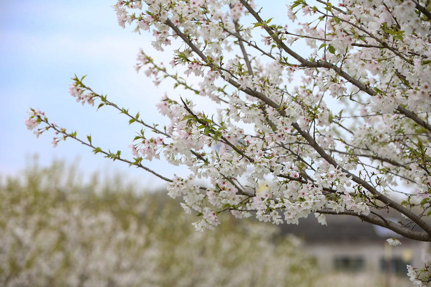 2022年3月17日,湖北省襄陽市,老河口仙人渡鎮李家染坊村春景如畫,吸引了眾多游客前來游玩賞景。
