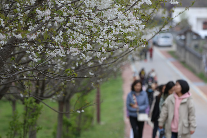2022年3月17日，湖北省襄陽市，老河口仙人渡鎮李家染坊村春景如畫，吸引了眾多游客前來游玩賞景。 
