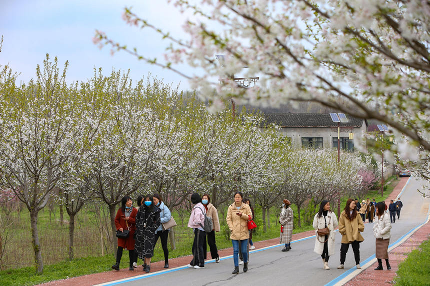 2022年3月17日,湖北省襄陽市,老河口仙人渡鎮李家染坊村春景如畫,吸引了眾多游客前來游玩賞景。