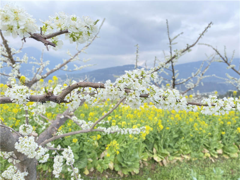 乡村振兴 秭归有“李”