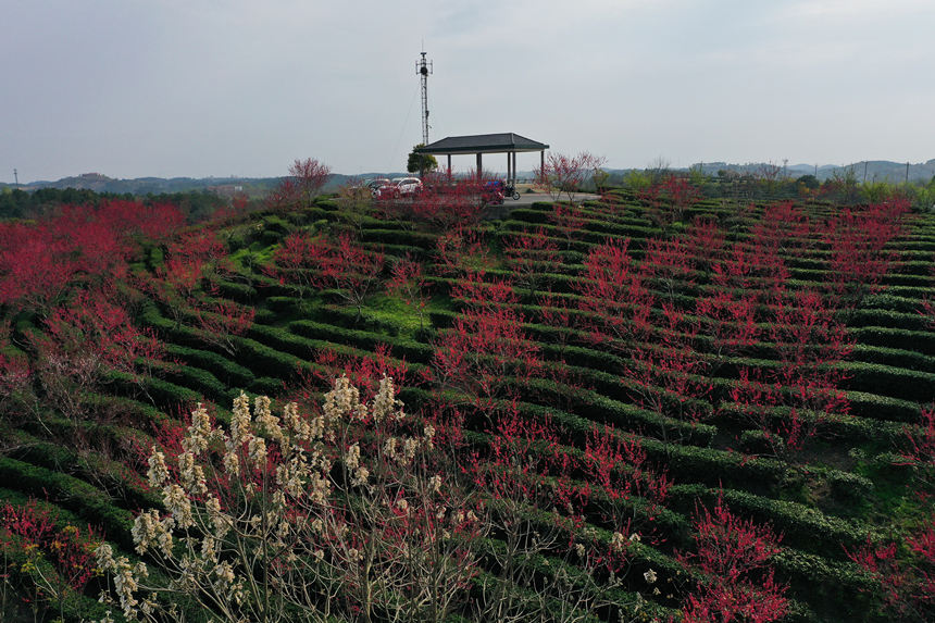 3月24日，武漢市新洲區鳳凰鎮關聖寨村“七彩茶園”內色彩斑斕。