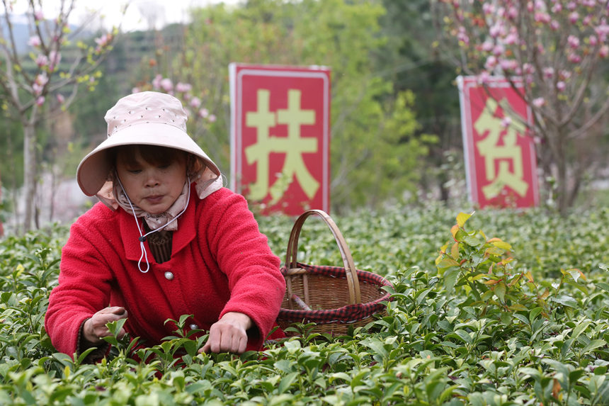3月24日，武漢市新洲區鳳凰鎮關聖寨村“七彩茶園”內色彩斑斕。
