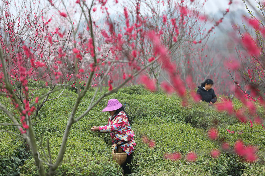 3月24日，武漢市新洲區鳳凰鎮關聖寨村“七彩茶園”內色彩斑斕。