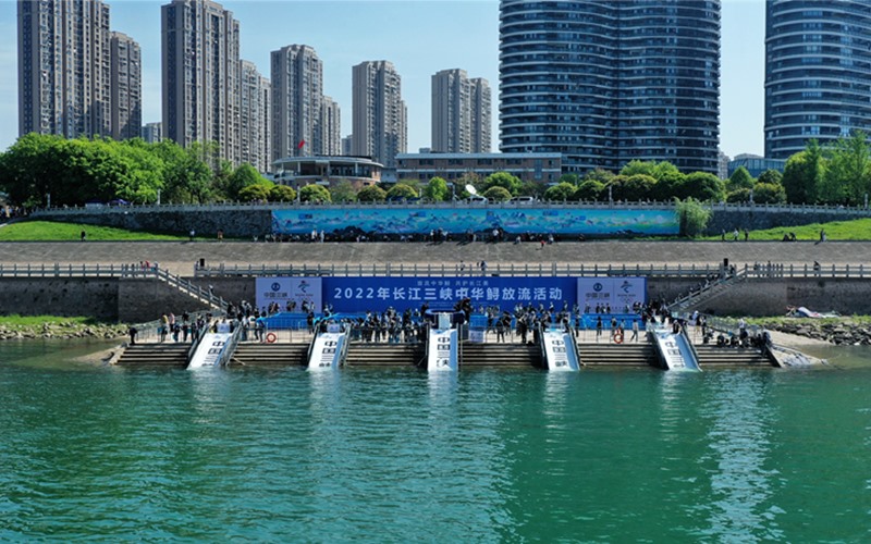 長江三峽舉行中華鱘放流活動。周星亮攝