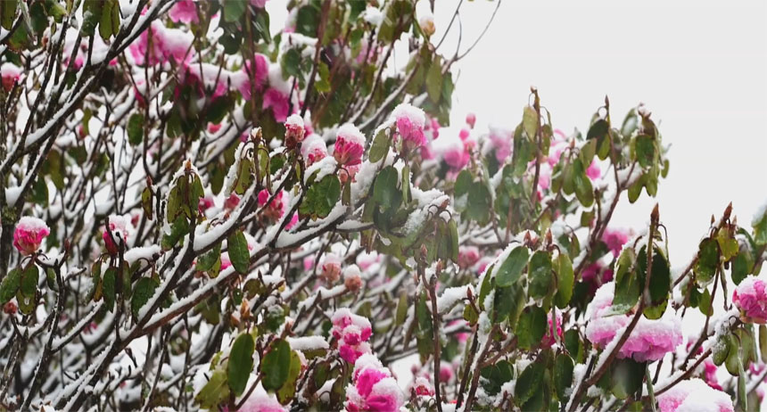 湖北神农架：四月飞雪迎花开
