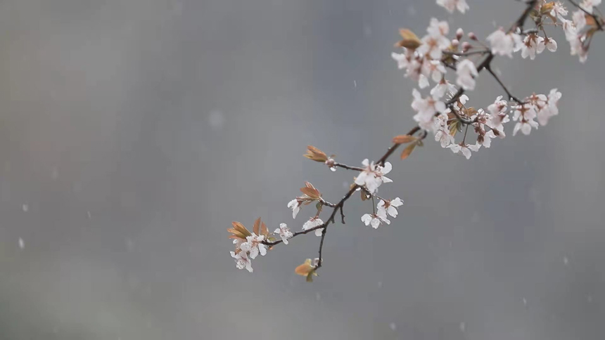 湖北神農架：四月飛雪迎花開【3】