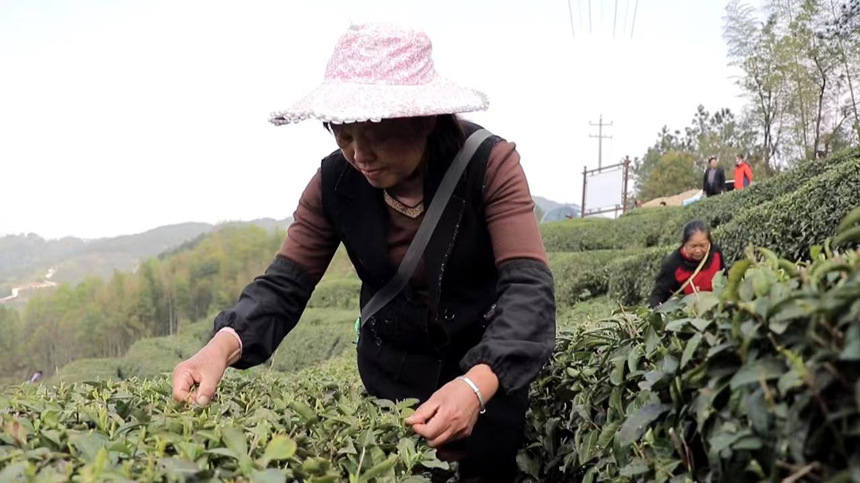 浠水縣綠楊鄉4600畝茶園茶葉飄香。袁杰攝