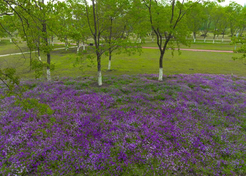 月亮灣濕地公園樹林間花朵盛開如畫。