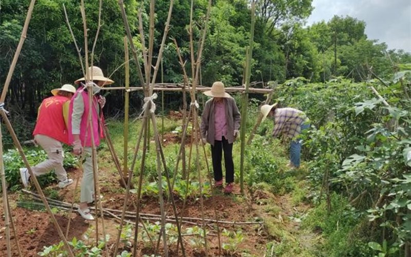 禁種鏟毒工作隊員在田間地頭、庭前屋后、村民菜地開展踏查工作。