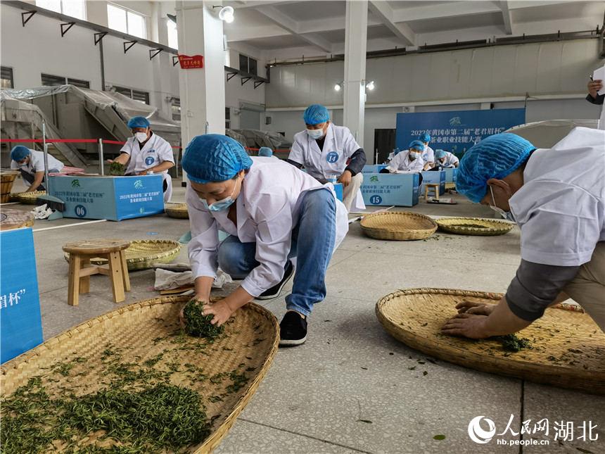 革命老區湖北紅安 :“脫貧茶”走出“振興路”。人民網 郭婷婷攝