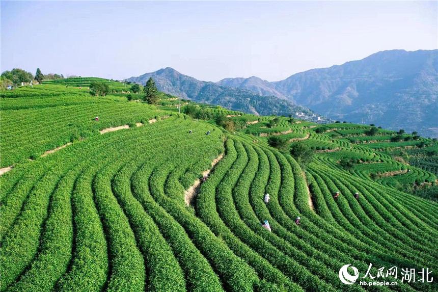 革命老區湖北紅安 :“脫貧茶”走出“振興路”。人民網 郭婷婷攝