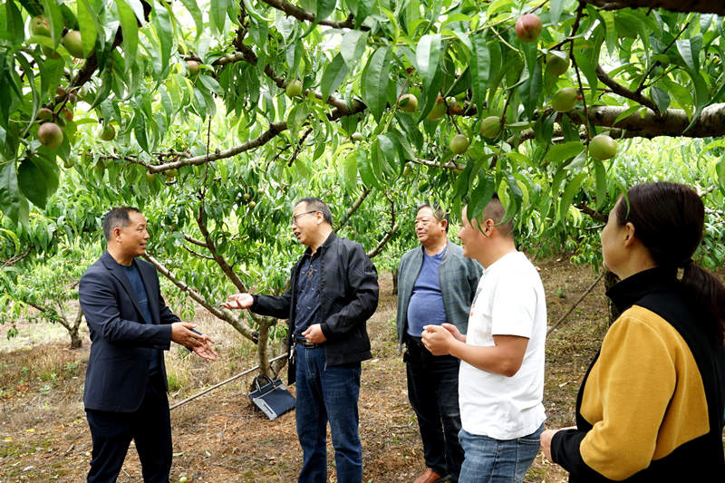 湖北棗陽油桃搶鮮上市 果農增收有了“金果果”