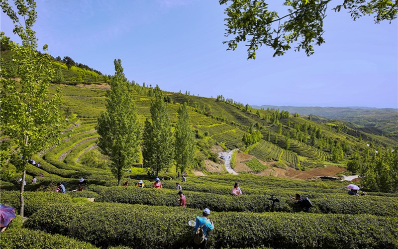 湖北郧西：茶产业升级带动2.2万人致富