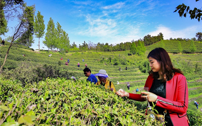 湖北郧西：茶产业升级带动2.2万人致富