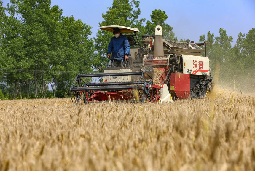 湖北襄陽：540萬畝小麥迎豐收。楊東攝