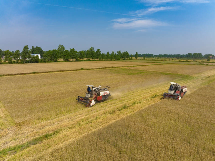 湖北襄陽：540萬畝小麥迎豐收。楊東攝
