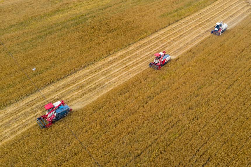 湖北襄阳：540万亩小麦迎丰收。杨东摄