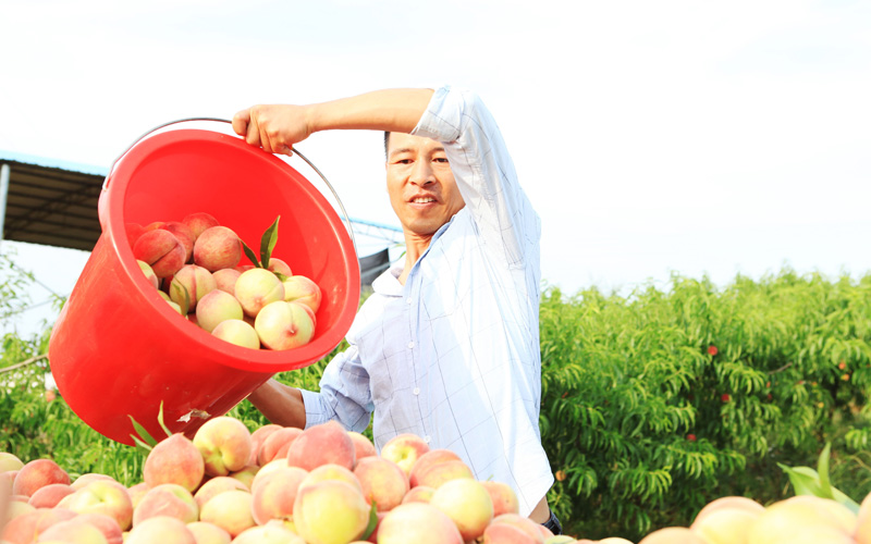 湖北枣阳：蜜桃俏销