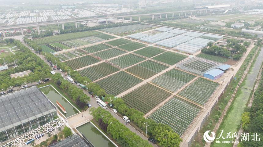 武汉种业博览会3000个新优品种集中参展。
