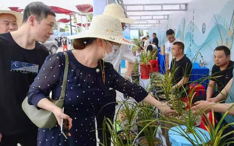 市民在蘭花商貿交流會上精選蘭花。秭歸縣林業局供圖