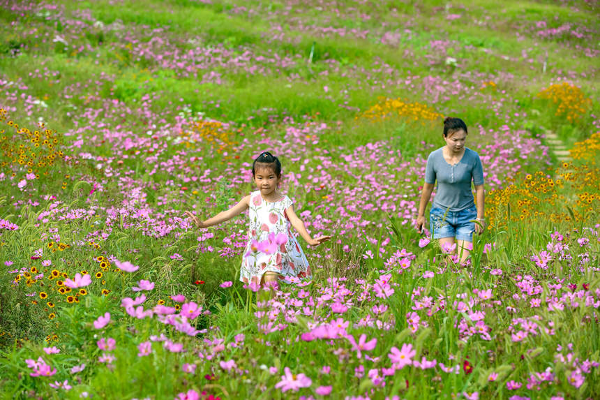 6月11日，游人在湖北省老河口市登云湖水利风景区花海游玩。