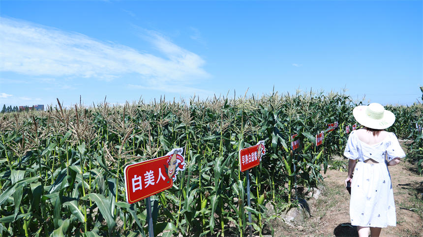 武漢漢南6萬畝甜玉米獲豐收 抽樣檢測保食品安全