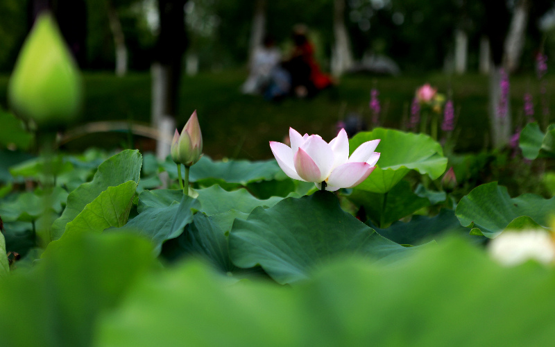 �人��ɳ����԰�ڵ������ɻ�ӭ����������ο�פ����͡������ա�