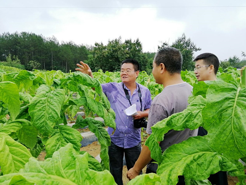 湖北省烟科院专家（左一）到兴山烟区指导烟叶生产。
