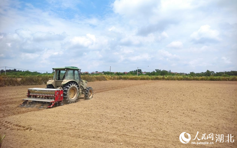 武汉新洲区分子村的水稻田在机械化种植。人民网 郭婷婷摄