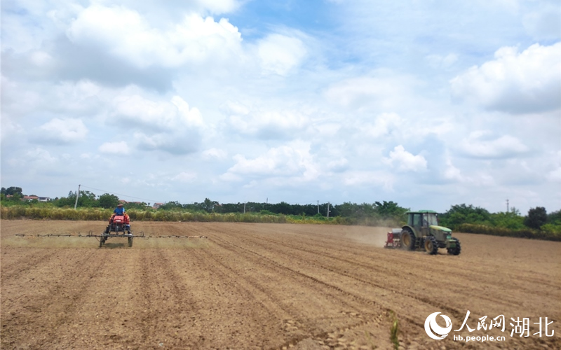 武汉新洲区分子村的水稻田在机械化种植。人民网 郭婷婷摄