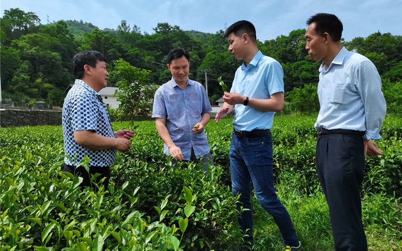 丛蔡佳（右二）与村民交流茶园基地建设。陈斌摄